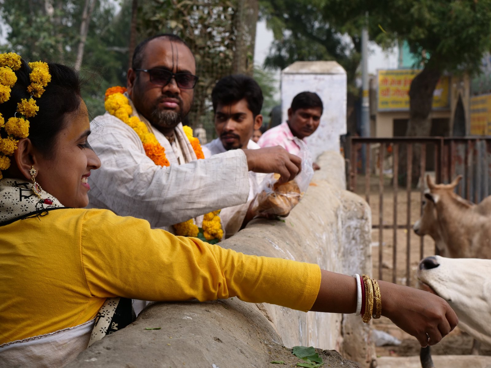  232 Gopashtami Radha kunda Govardhan 19.11.04